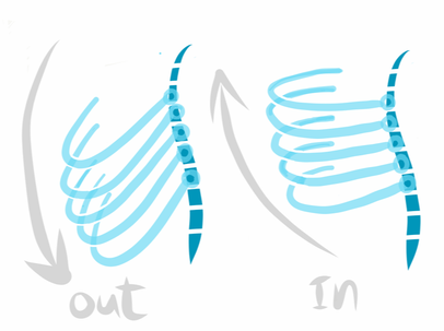rib movement diagram