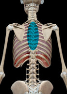 thoracic spine illustration