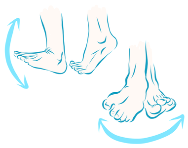 ankle movement illustration